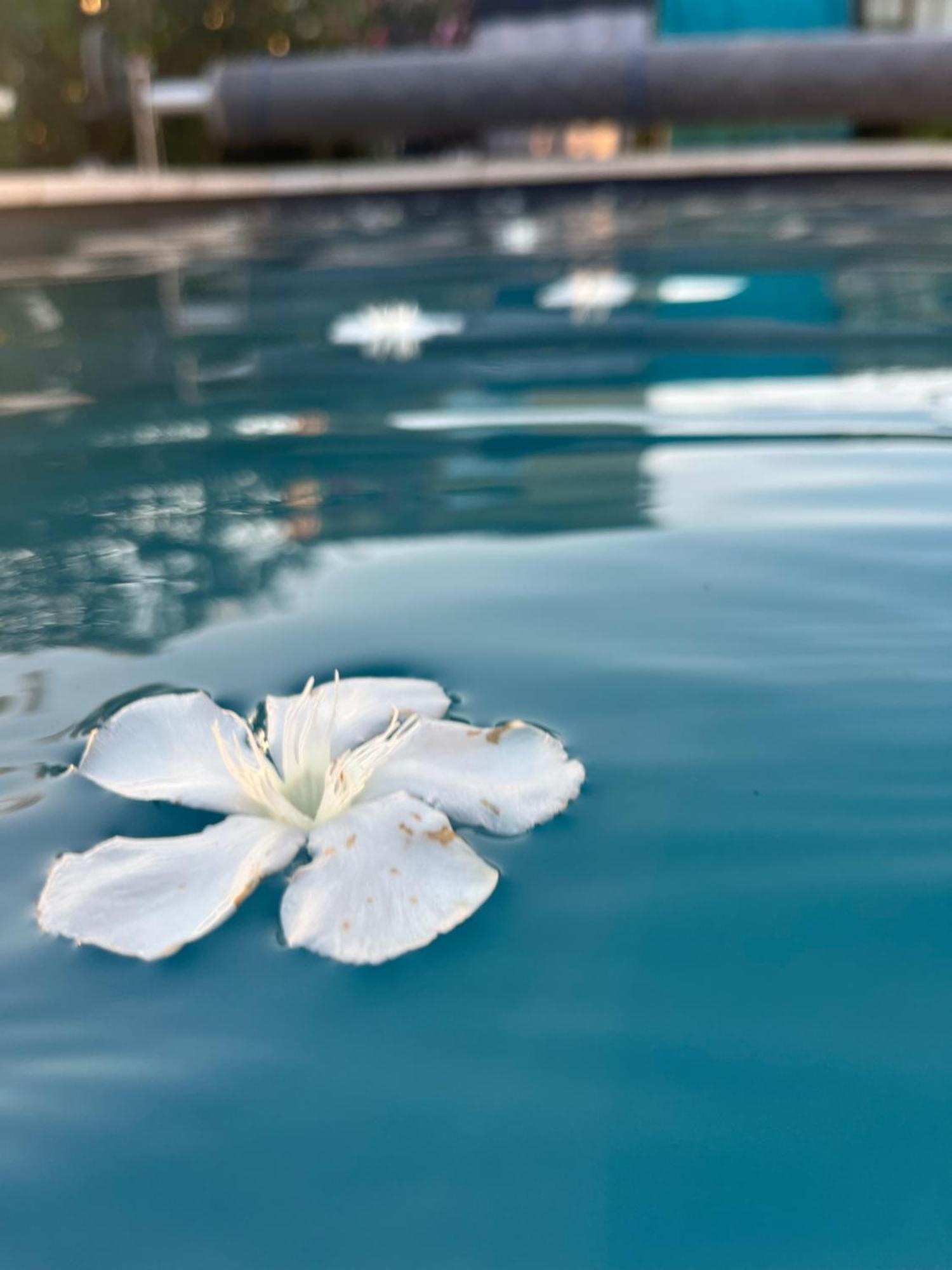 Sasha'Blue-Terrasse Jardin-Park-Clim-Piscine Apartment L'Isle-sur-la-Sorgue Luaran gambar